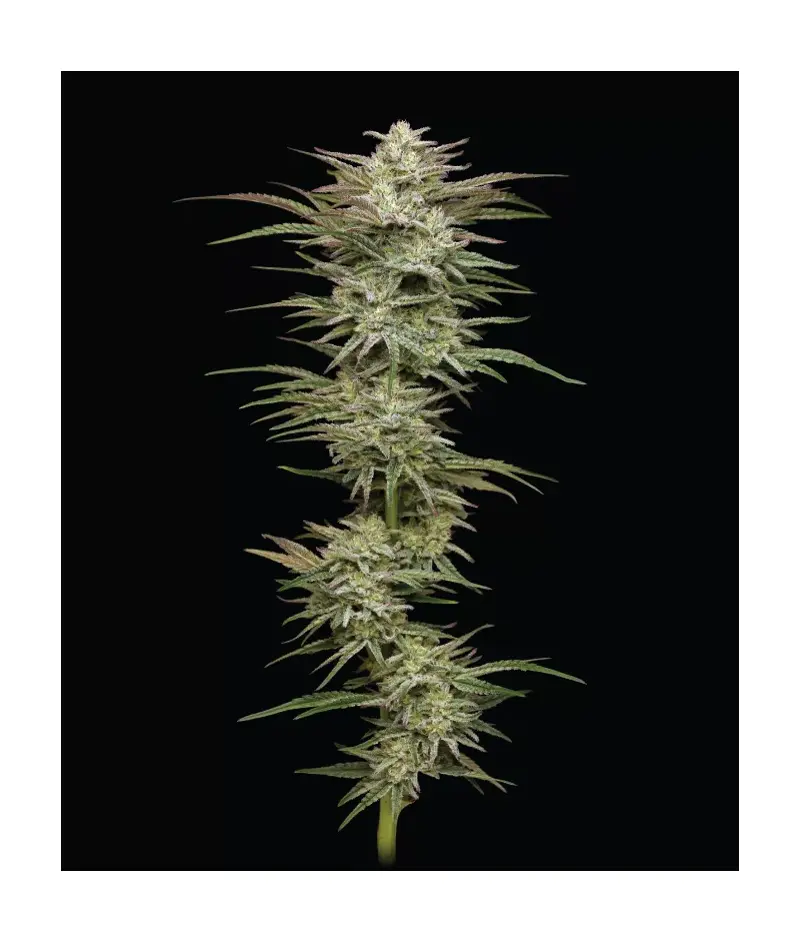 Jelly Donutz, Фасовка: 3